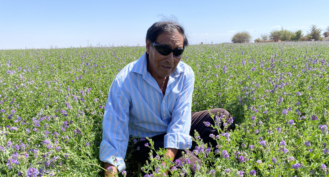Agricultores de Pintados transforman el desierto en un vergel