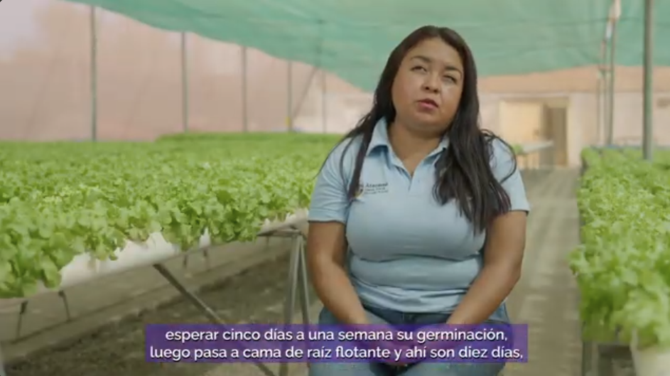 (Español) Invernadero Quillagua